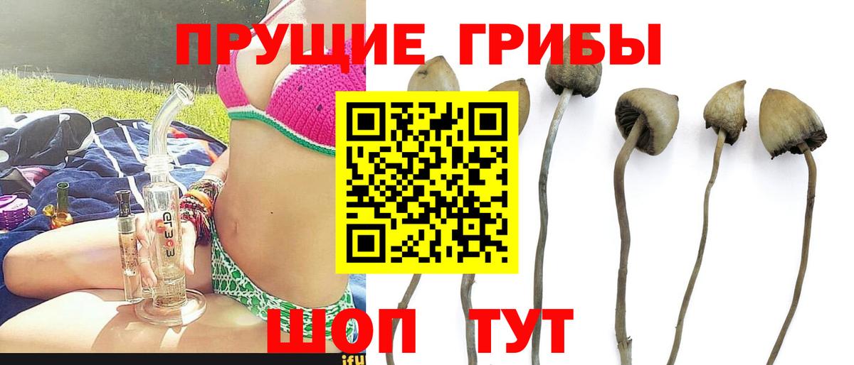 Кашира  Псилоцибиновые грибы мицелий  Псилоцибиновые грибы мухоморы  Вход с VPN 
